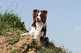 BORDER COLLIE 555